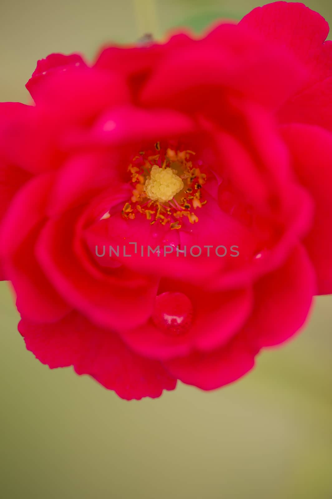 Red and orange rose flower with water drops and selective focus