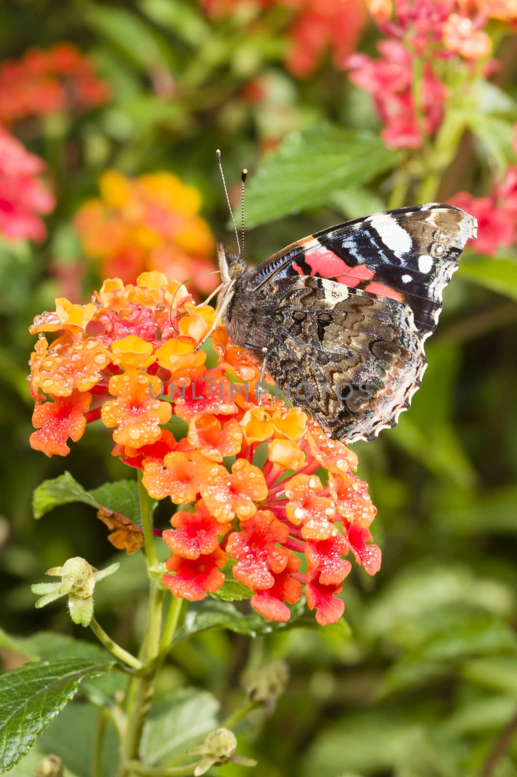 Red Admiral (Vanessa atalanta) colourful butterfly on Lantana flowers