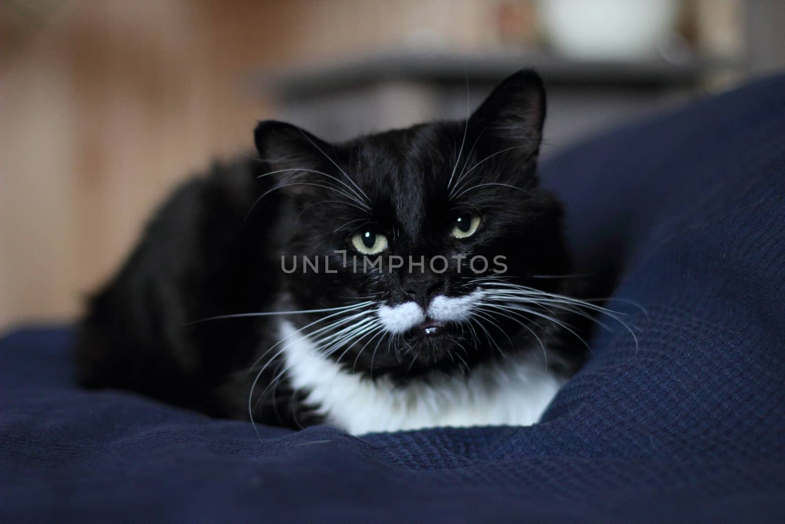 black and white cat with plush mustache and expressive eyes