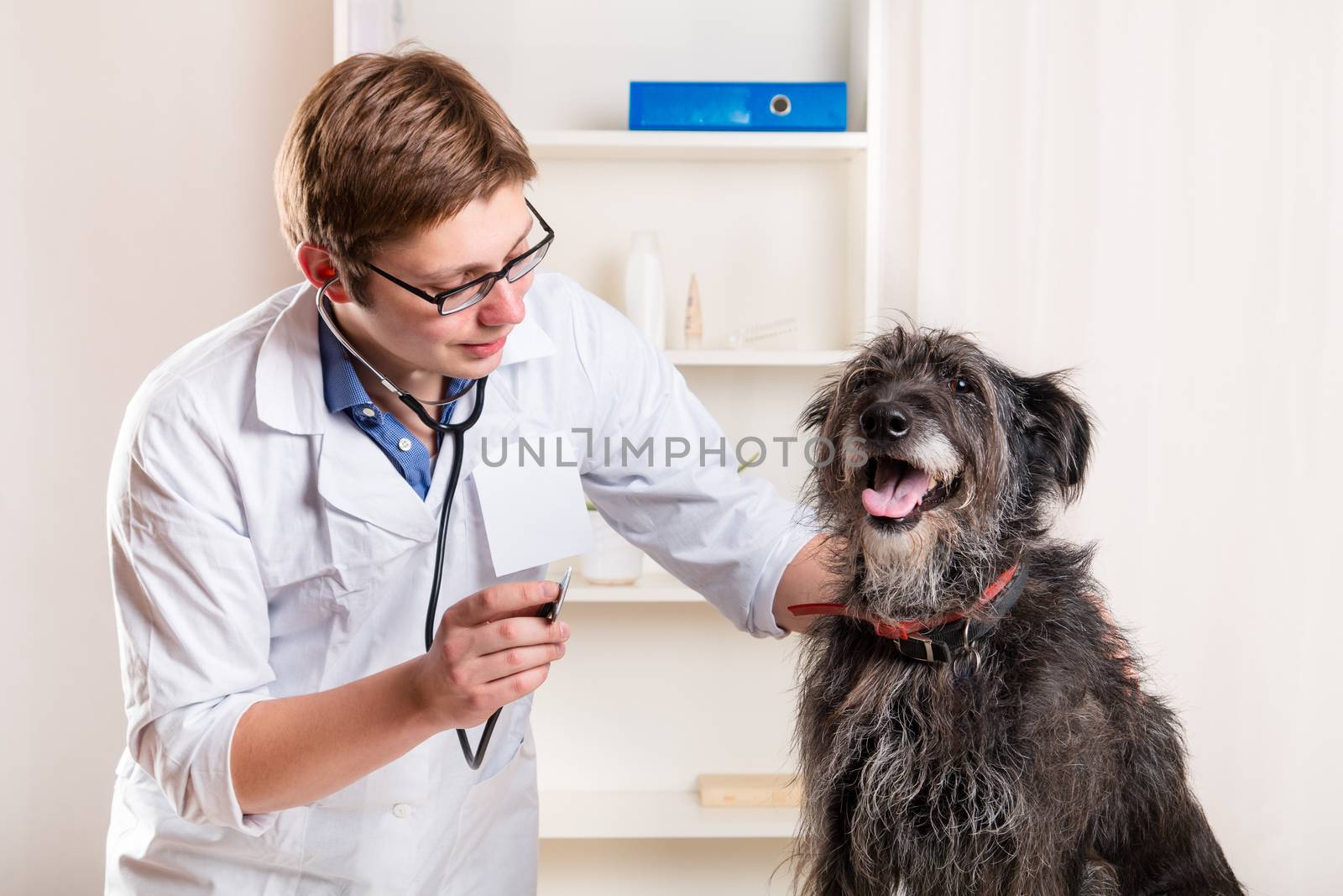 Vet examining a dog with a stethoscope in the office by MichalLudwiczak