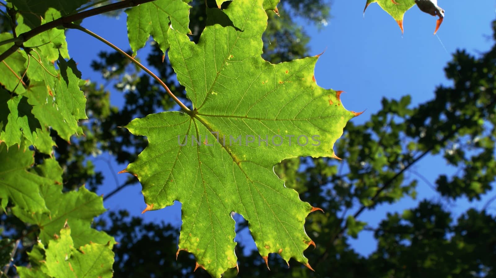 Green leaf on blue background, macro, close photo.