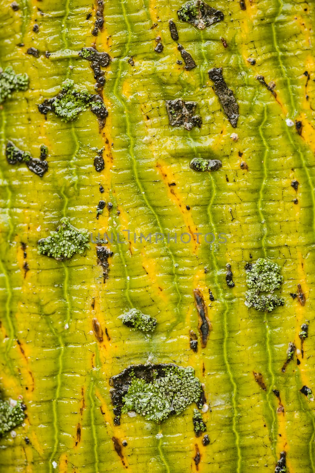Chinese parasol tree. Firmiana simplex, trunk detail