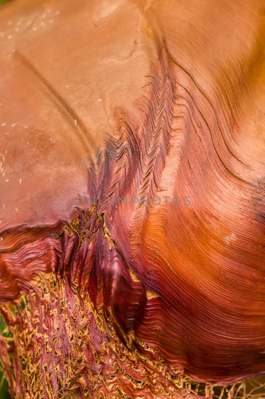 Detail of stripes and grooves on Palm leaf stalk