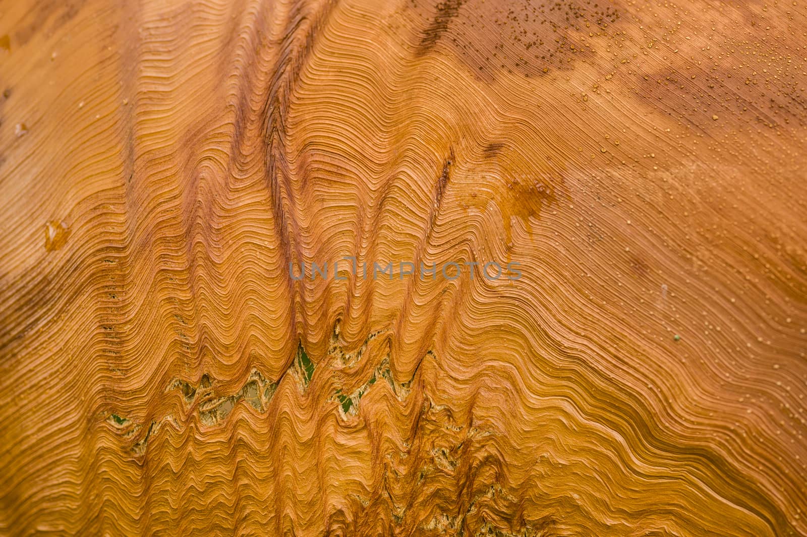 Detail of stripes and grooves on Palm leaf stalk