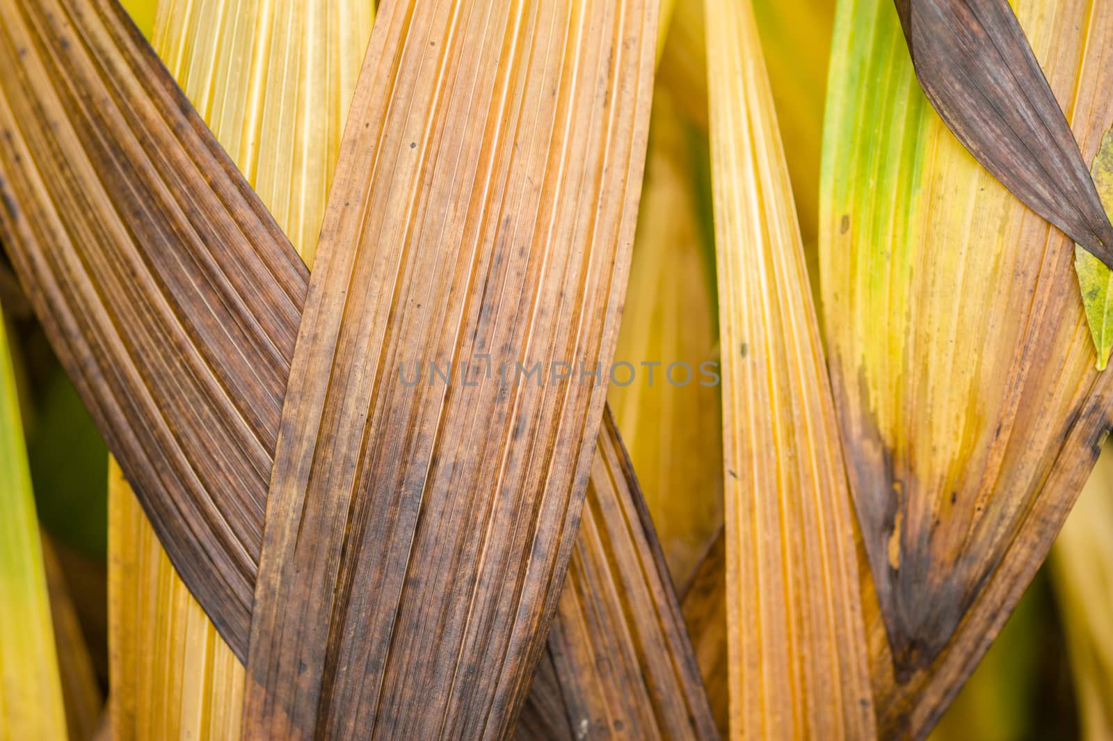 Leaves of orchid Bletilla striata in Autumn