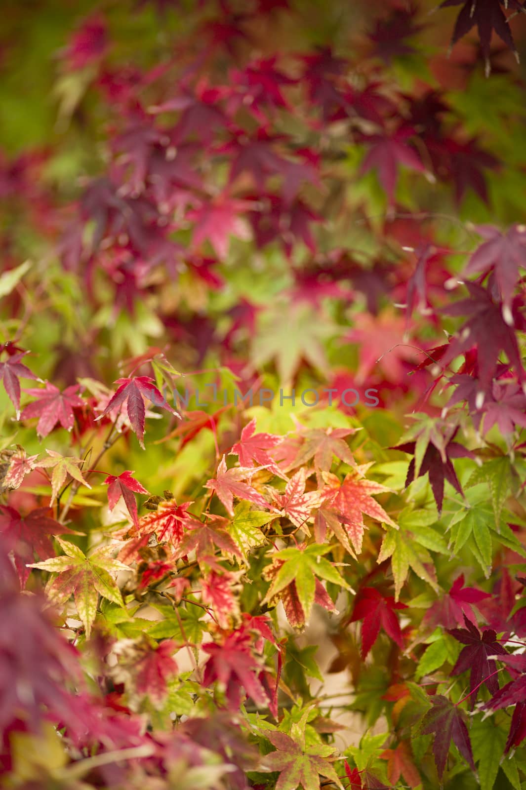 Maple tree, Acer palmatum,  with red leaves in Autumn