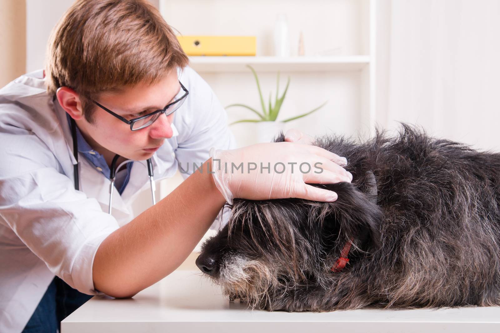 Vet examines the dog's ears in his office