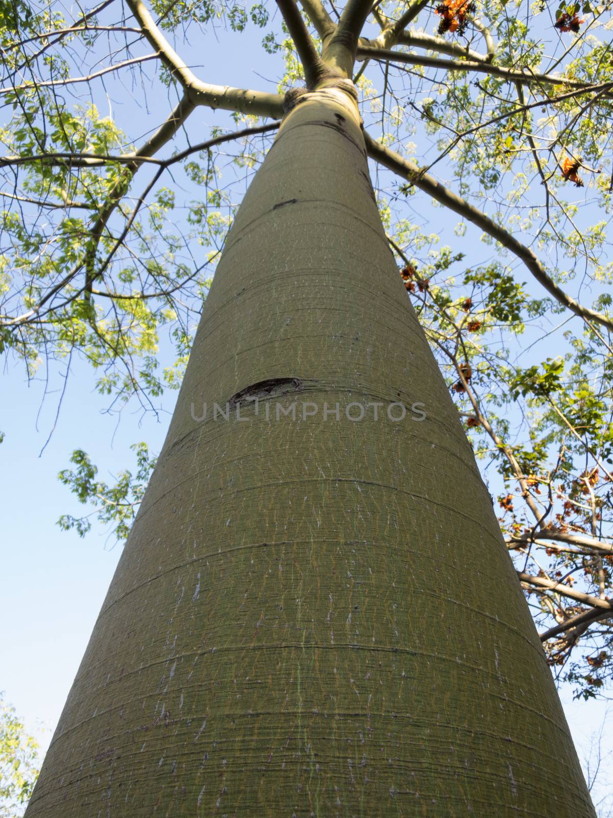 big green trunk of a tall tree with branches