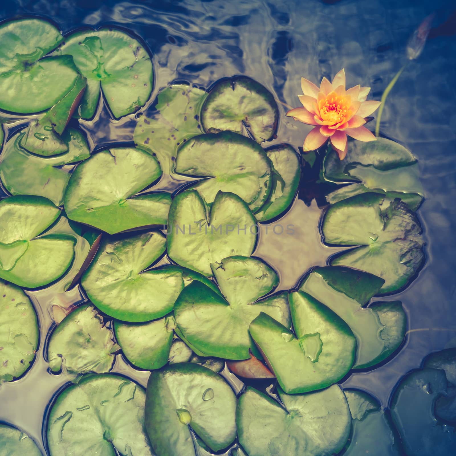 Retro Filter Photo Of Water Lily Pads In A Pond In Hawaii