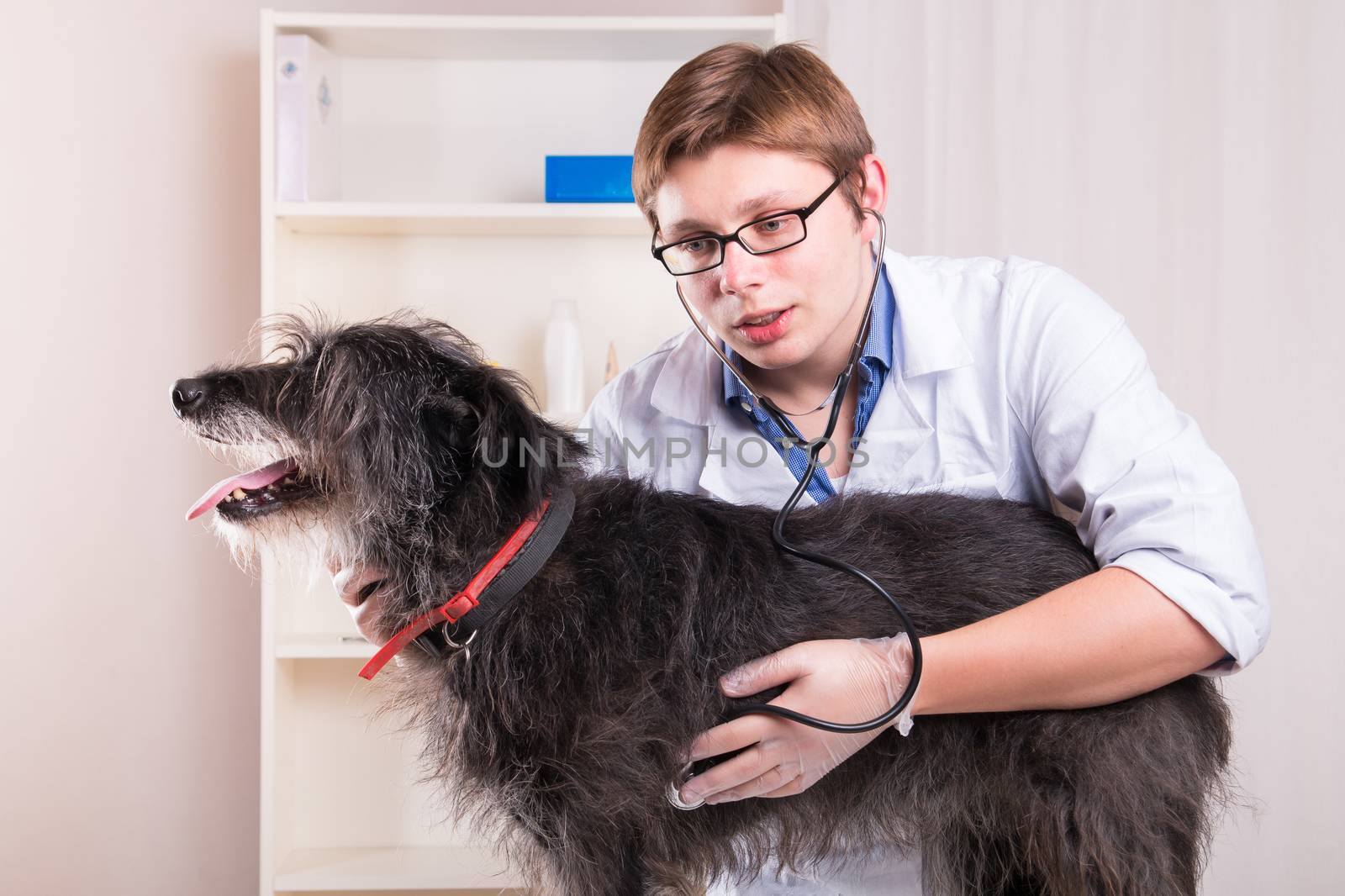 Vet examining a dog with a stethoscope in the office by MichalLudwiczak
