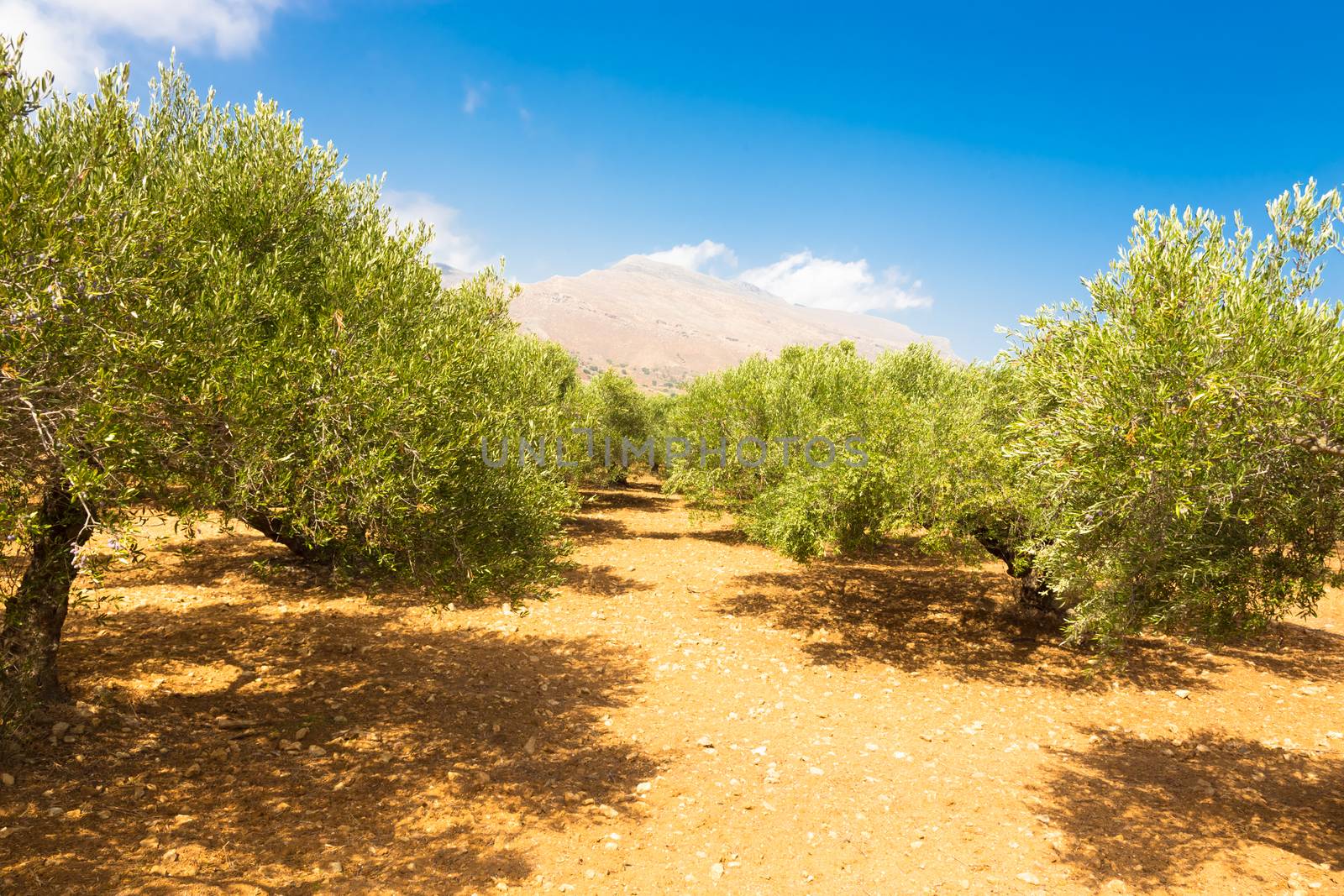 Olive grove on a hot summer day on Crete island, Greece.