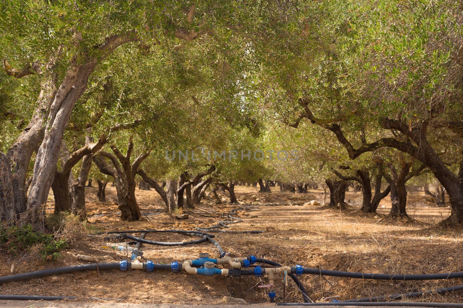 Irrigated olive grove on a hot summer day on Crete island, Greece.