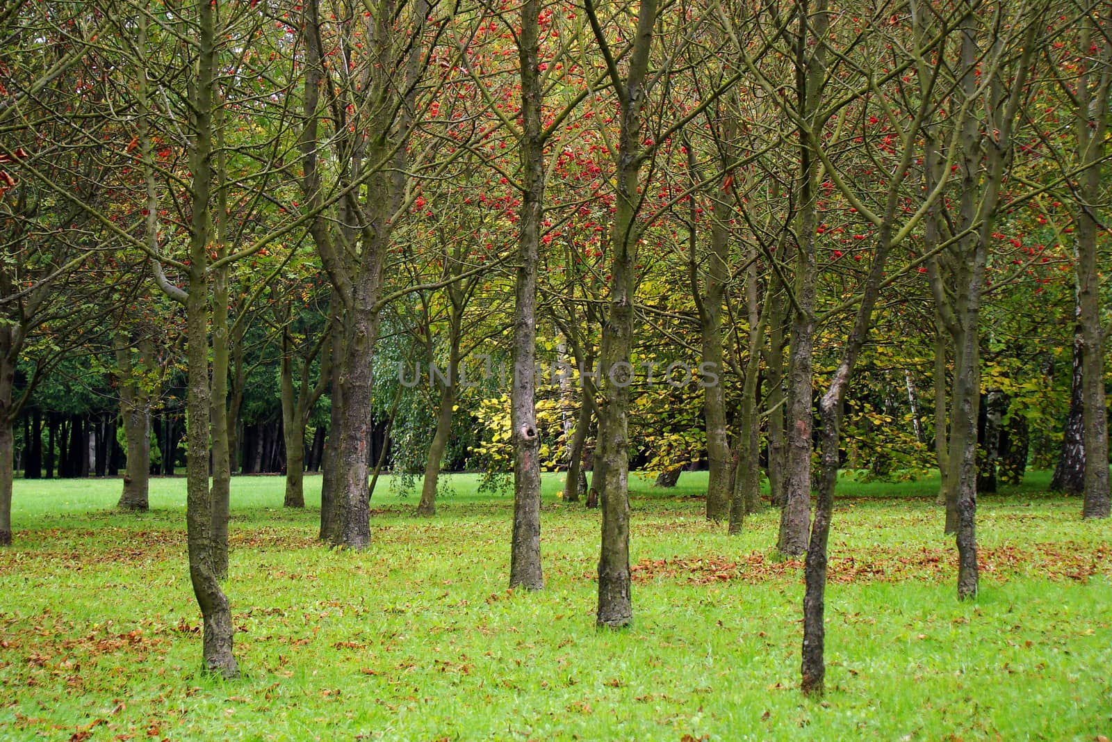 Autumn trees in park, mountain ash in Poland                              