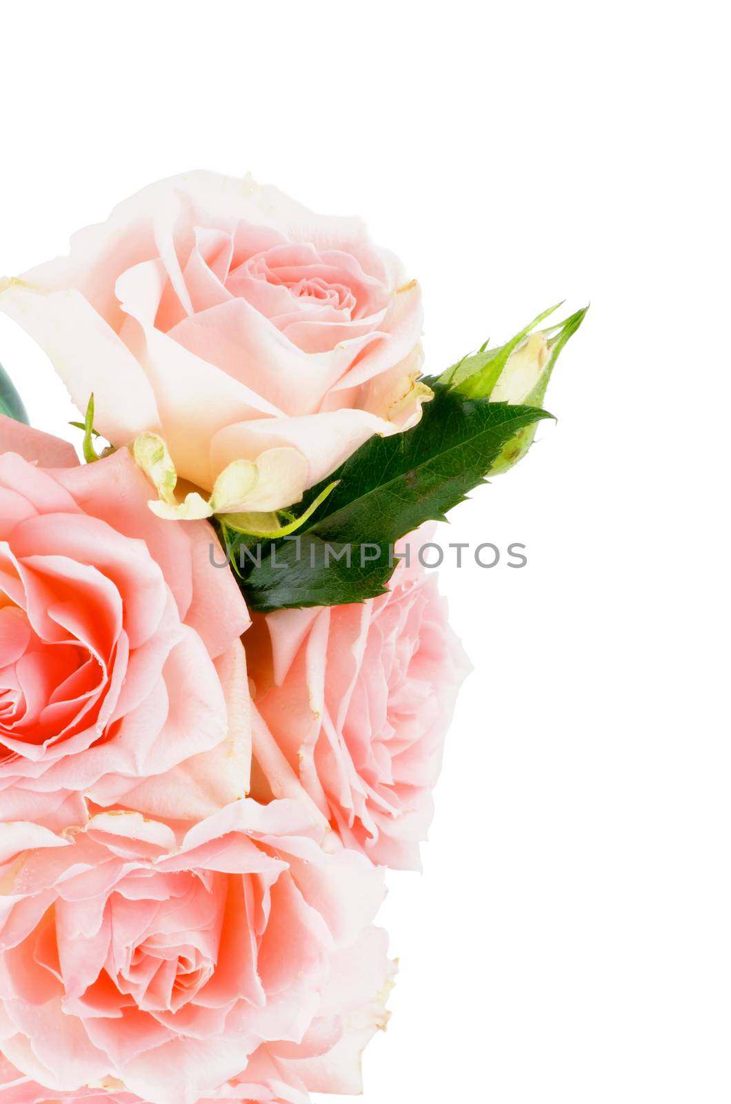 Beauty Cream Pink Roses with Leafs and Bud isolated on white background. Vertical View