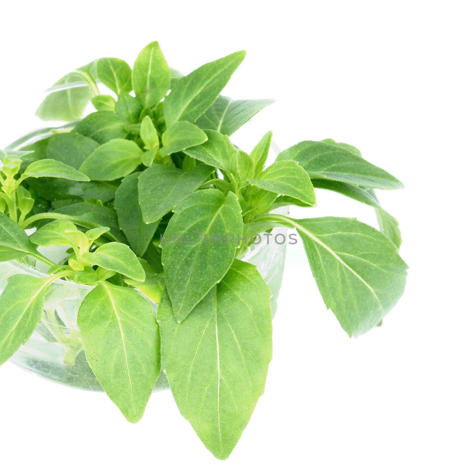 Fresh Green Basil Leaves in Transparent  Bowl isolated on white background