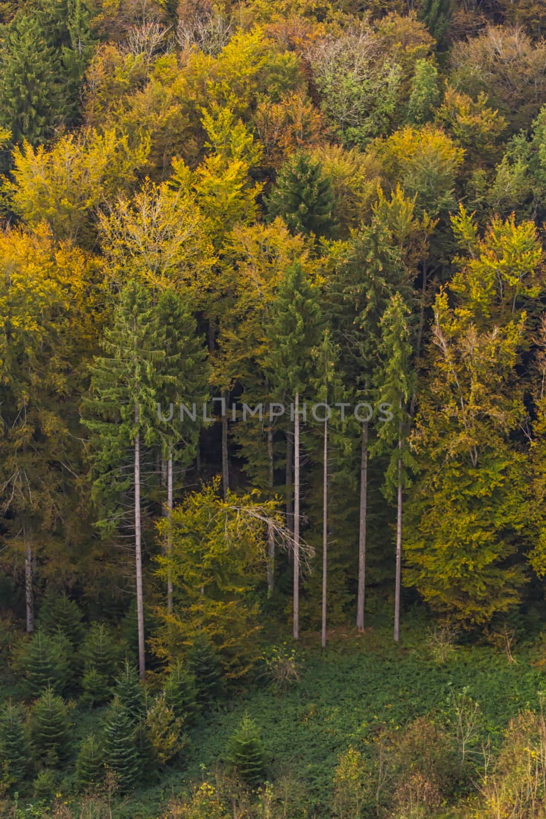 Aerial view of colorful autumn trees and trunks