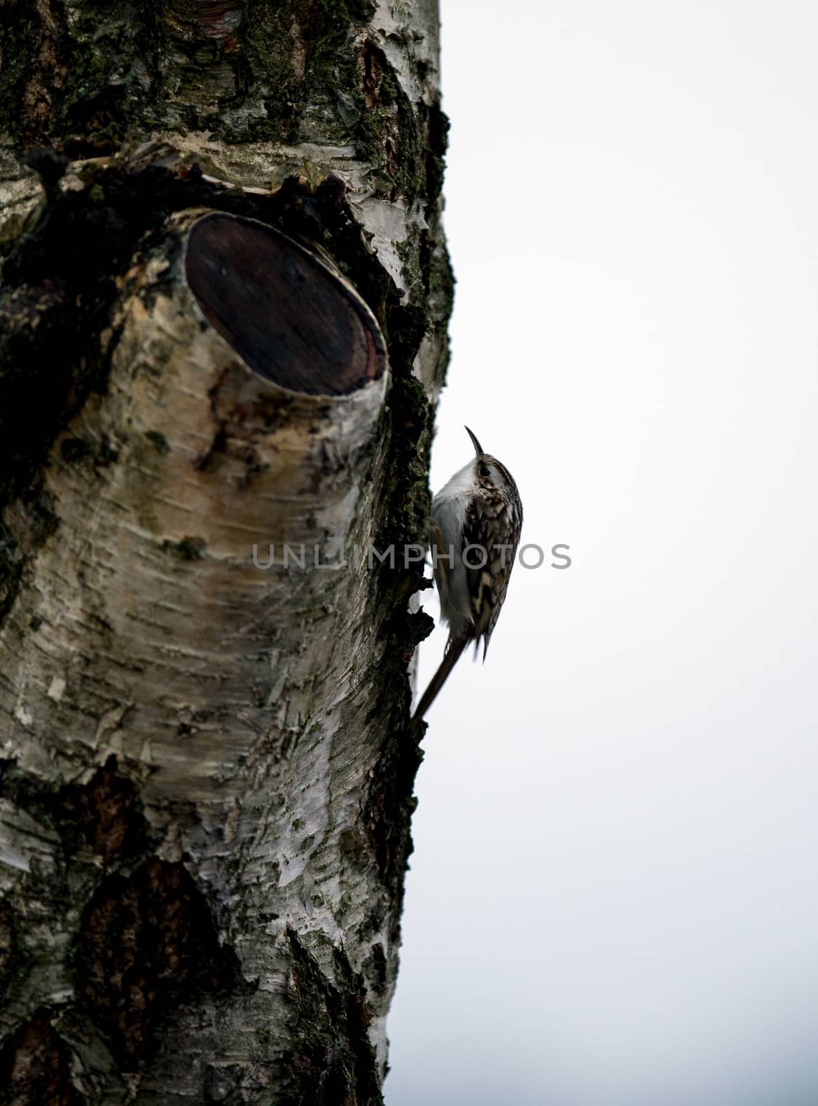 Eurasian treecreeper by thomas_males