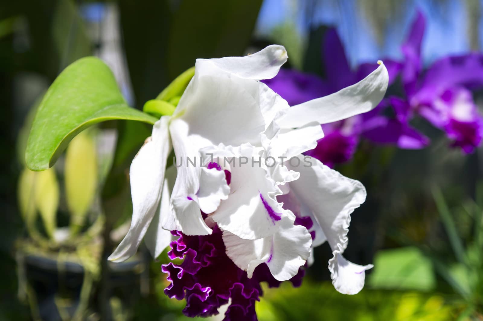 Orchid Flower in Garden, Pattaya. Chon Buri Province of Thailand.