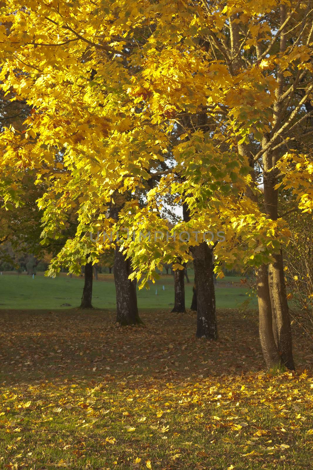 Autumn landscape in Blue lake park Oregon.