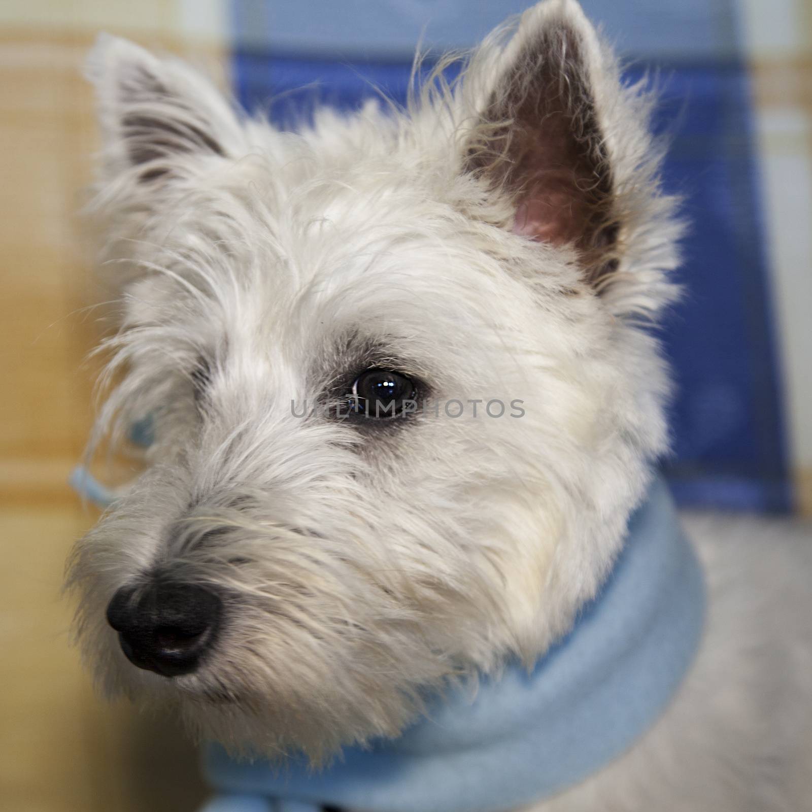West Highlands Terrier with blue scarf, square image