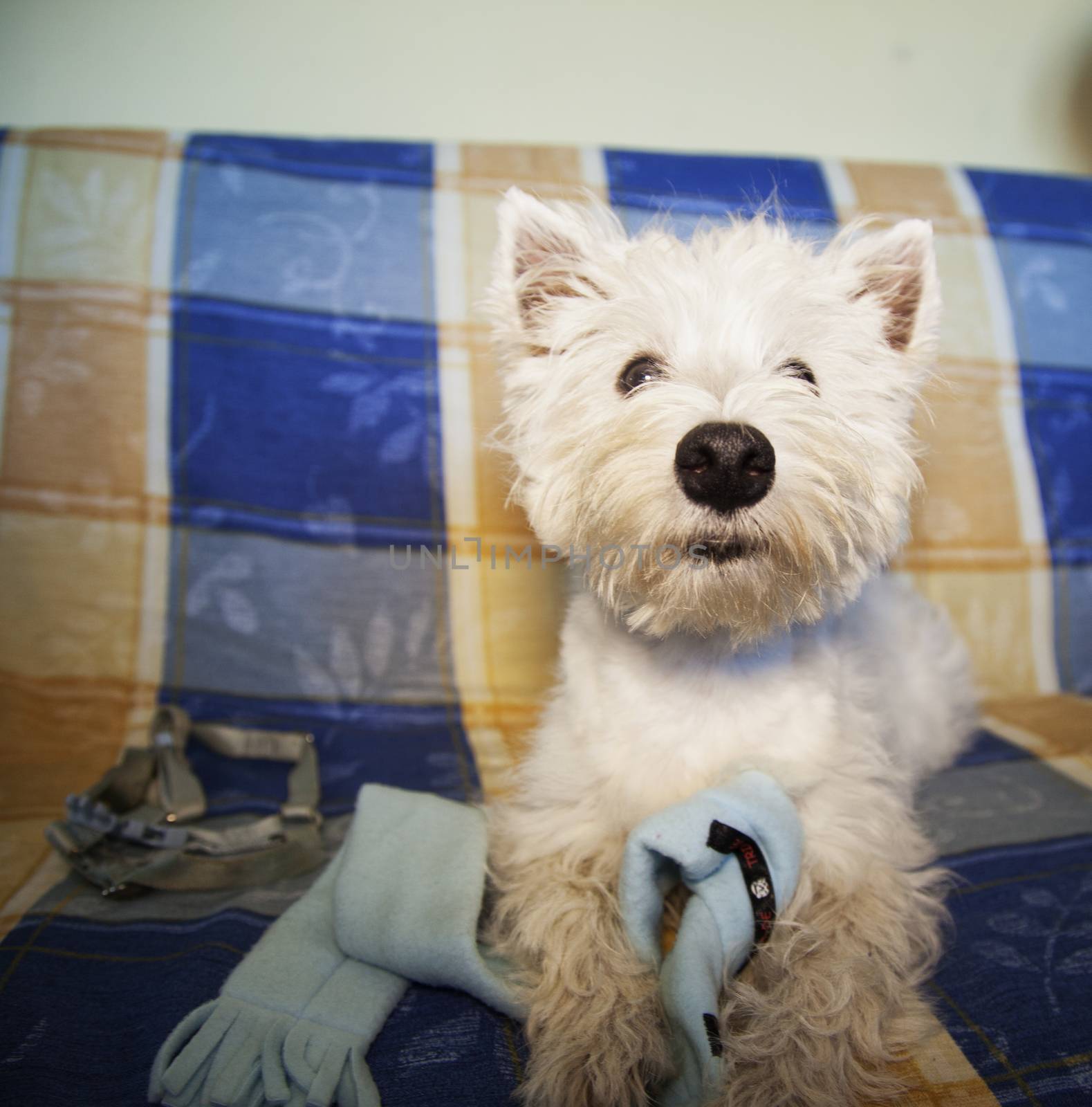 West Highlands Terrier sitting over sofa, square image