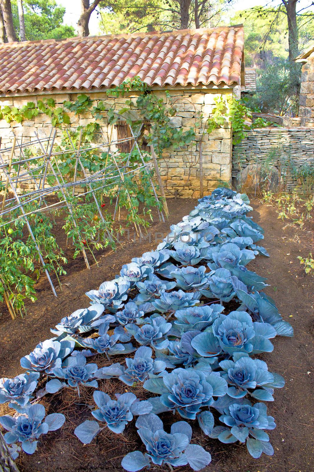 Cabbage vegetable in backyard garden of mediterranean village in Croatia