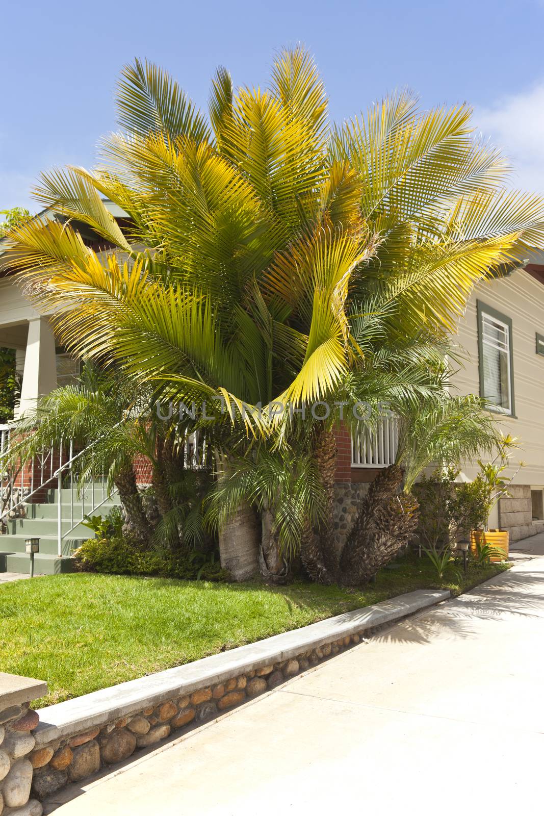 Palm trees in a residential house San Diego CA. by Rigucci