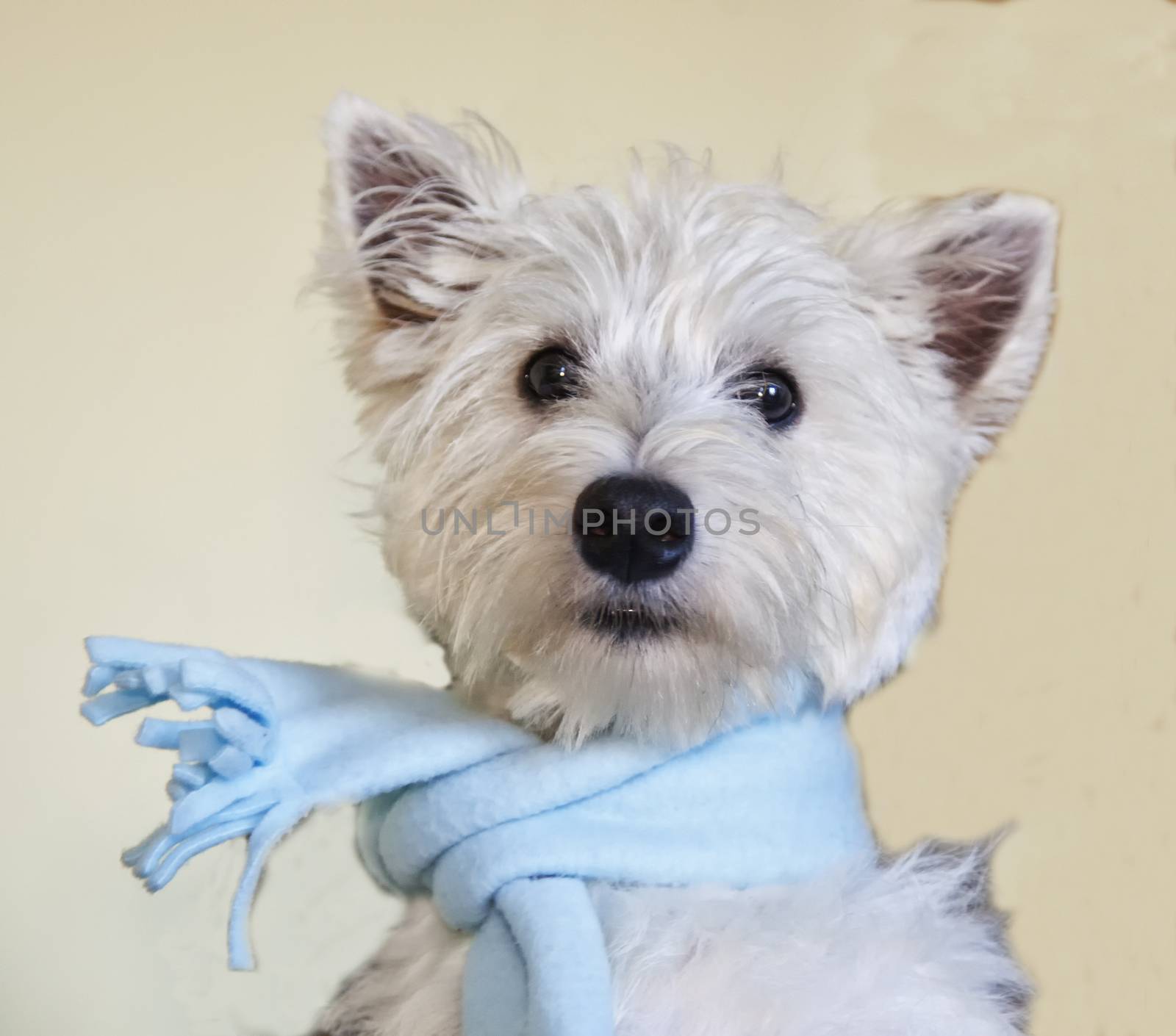West Highlands Terrier with blue scarf, square image