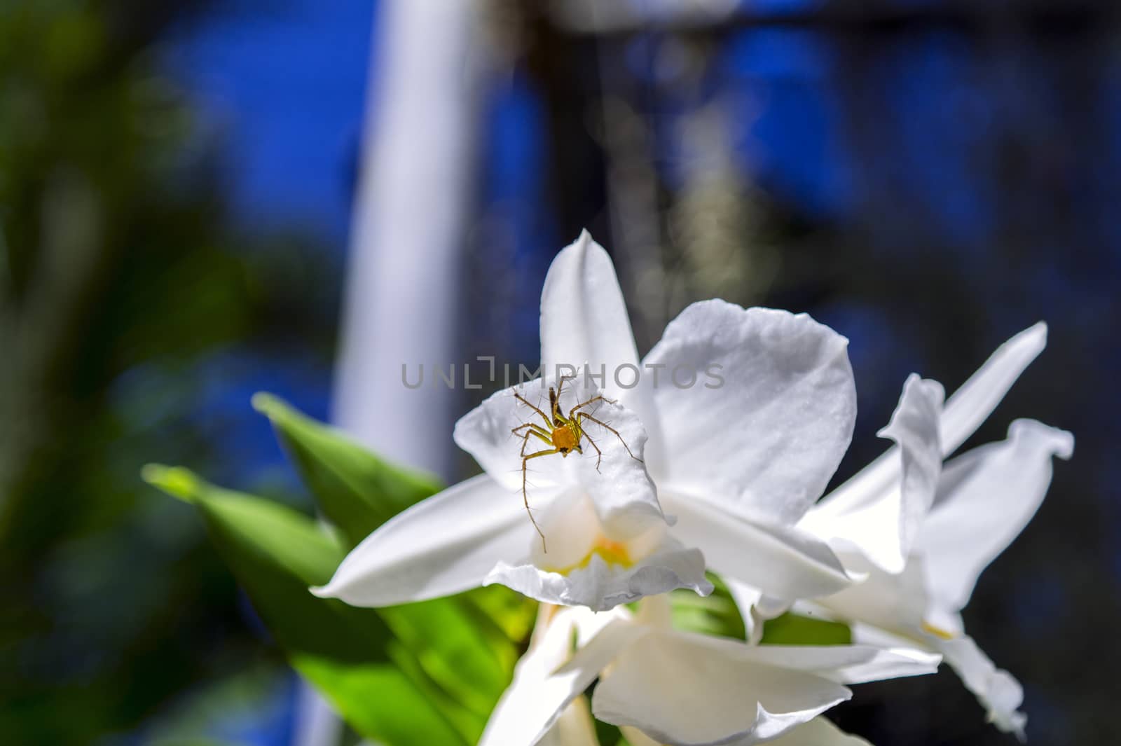 Spider on Orchid Flower in the Garden, Pattaya. 