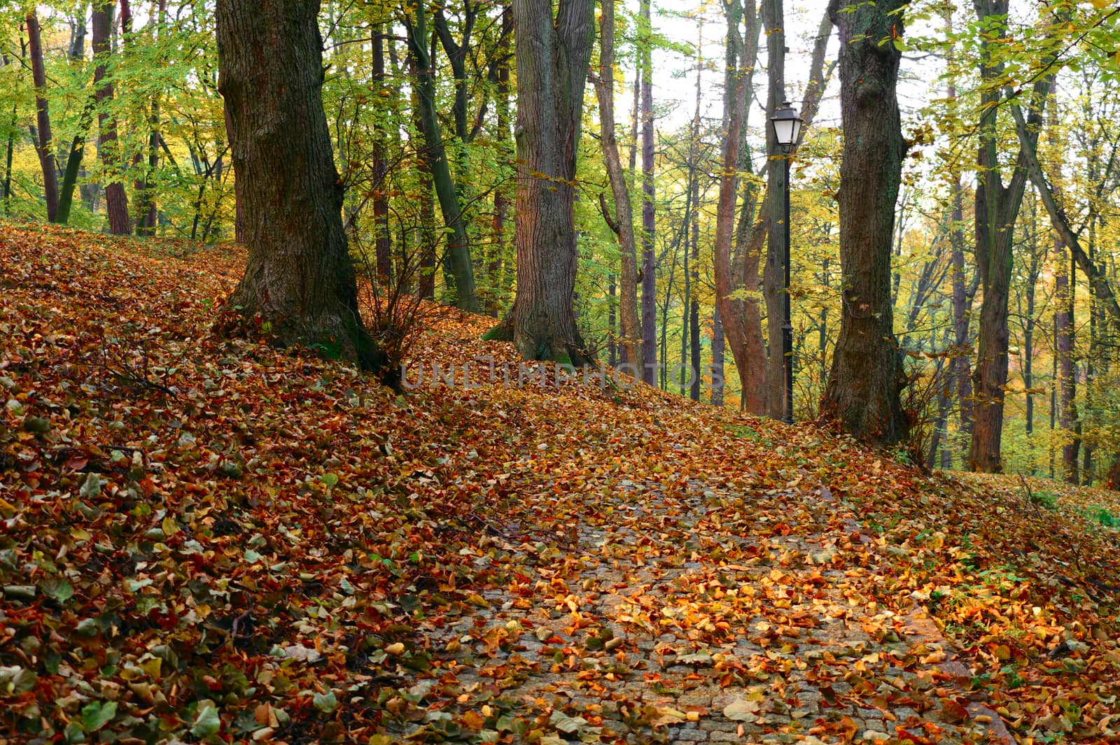 autumn in a park by zjyslav