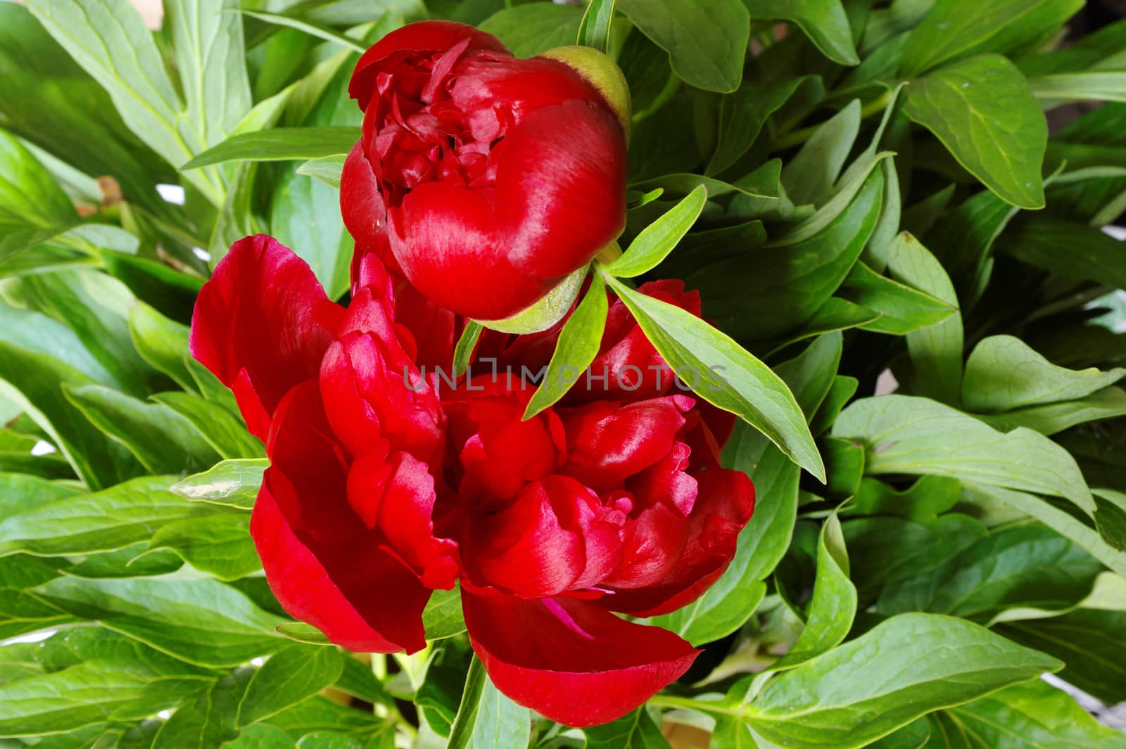 red tulip