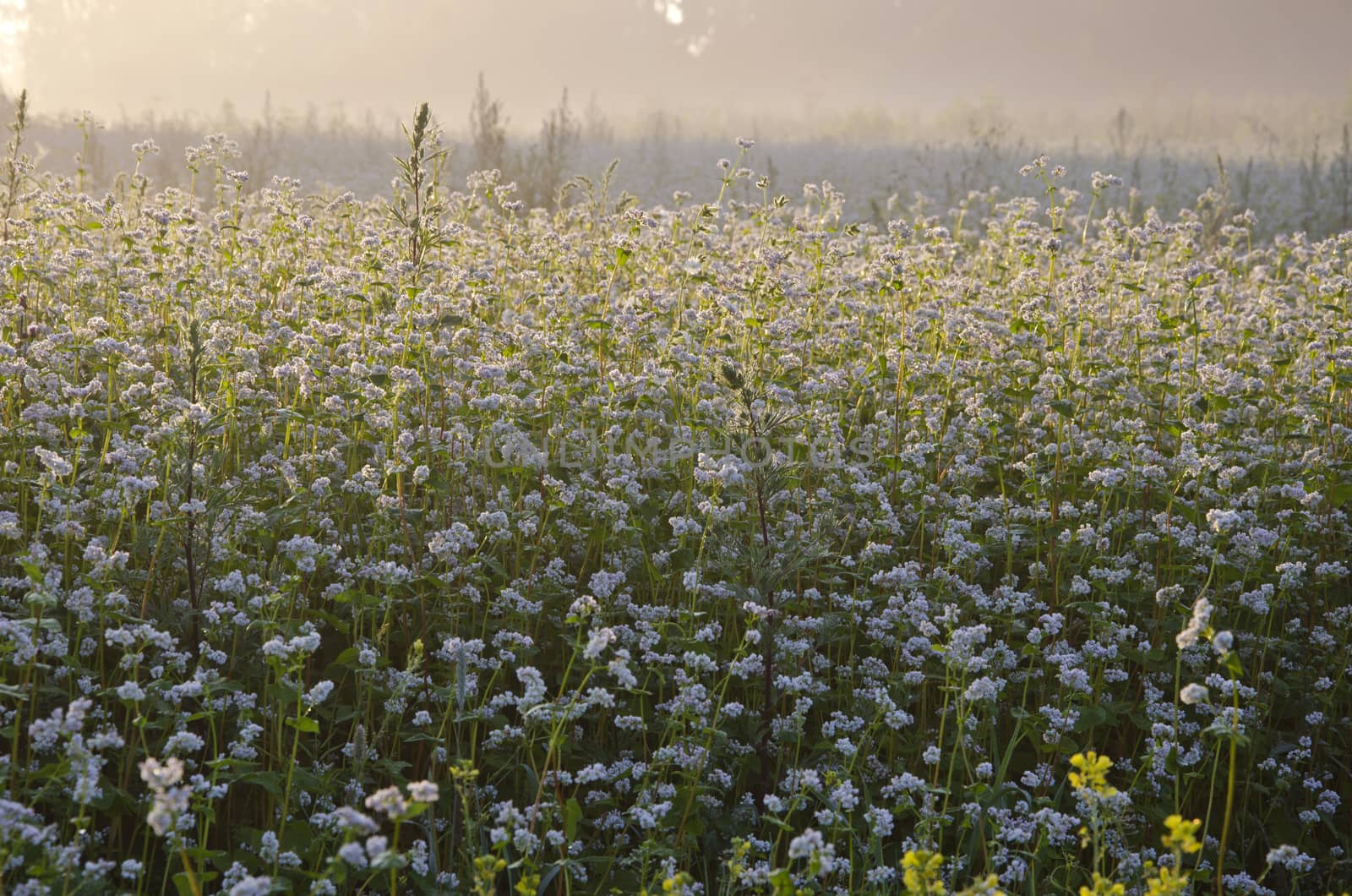 buckwheat blossoms on farm field and morning mist
