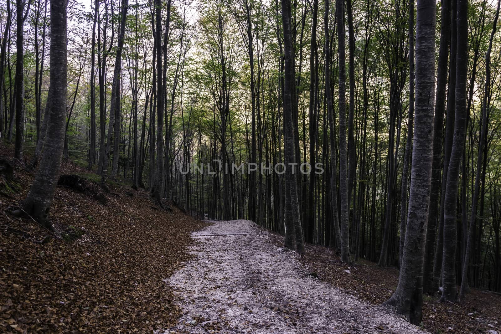 Beautiful forest during autumn in the italian Dolomites by enrico.lapponi