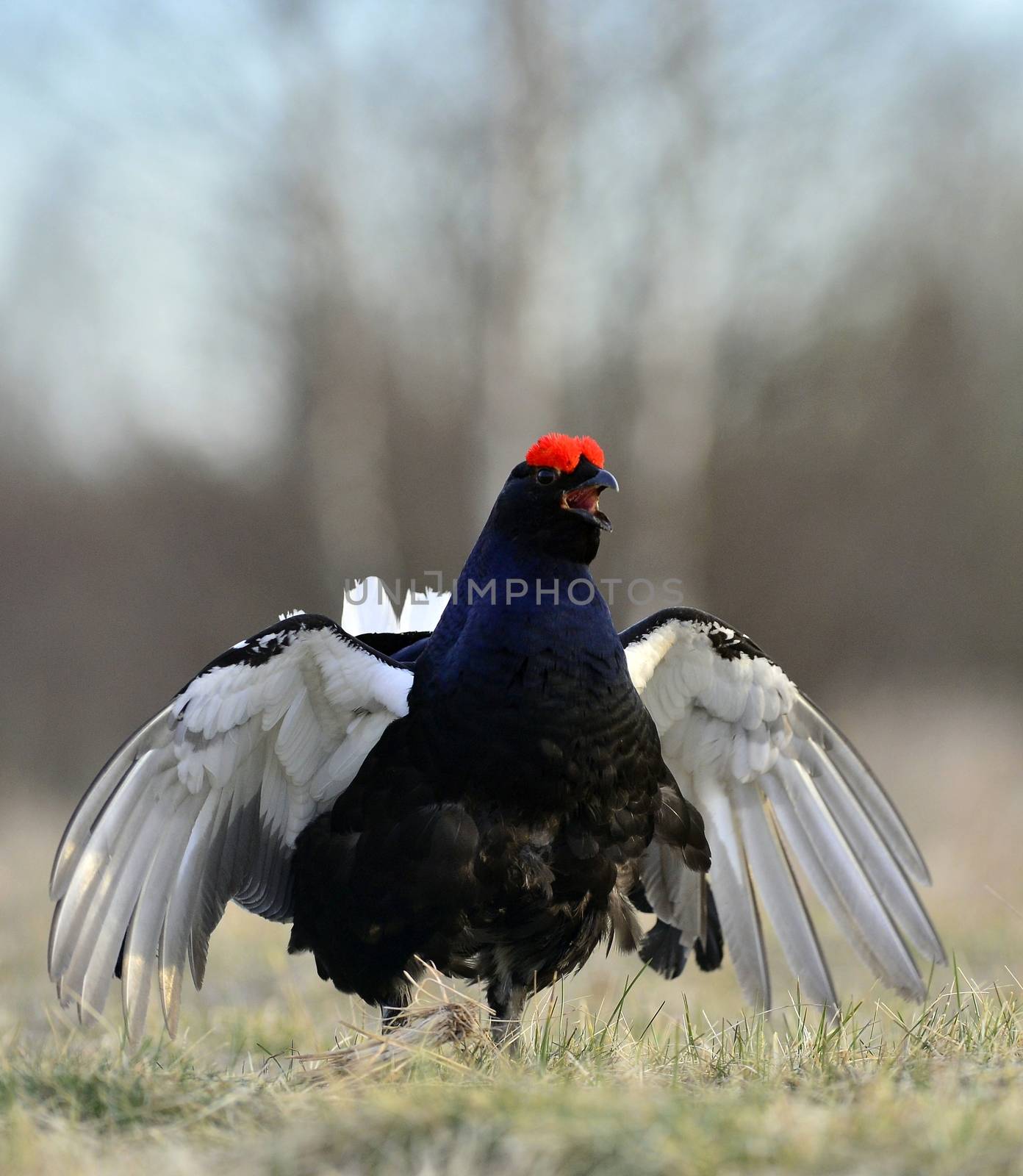 Portrait of a Gorgeous lekking black grouse (Tetrao tetrix).   by SURZ