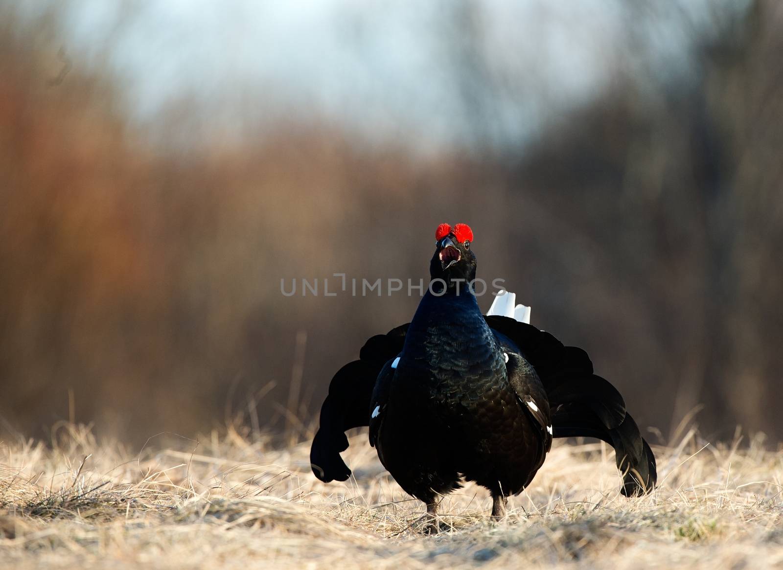 Portrait of a Gorgeous lekking black grouse (Tetrao tetrix). (Lyrurus tetrix) early in the morning 