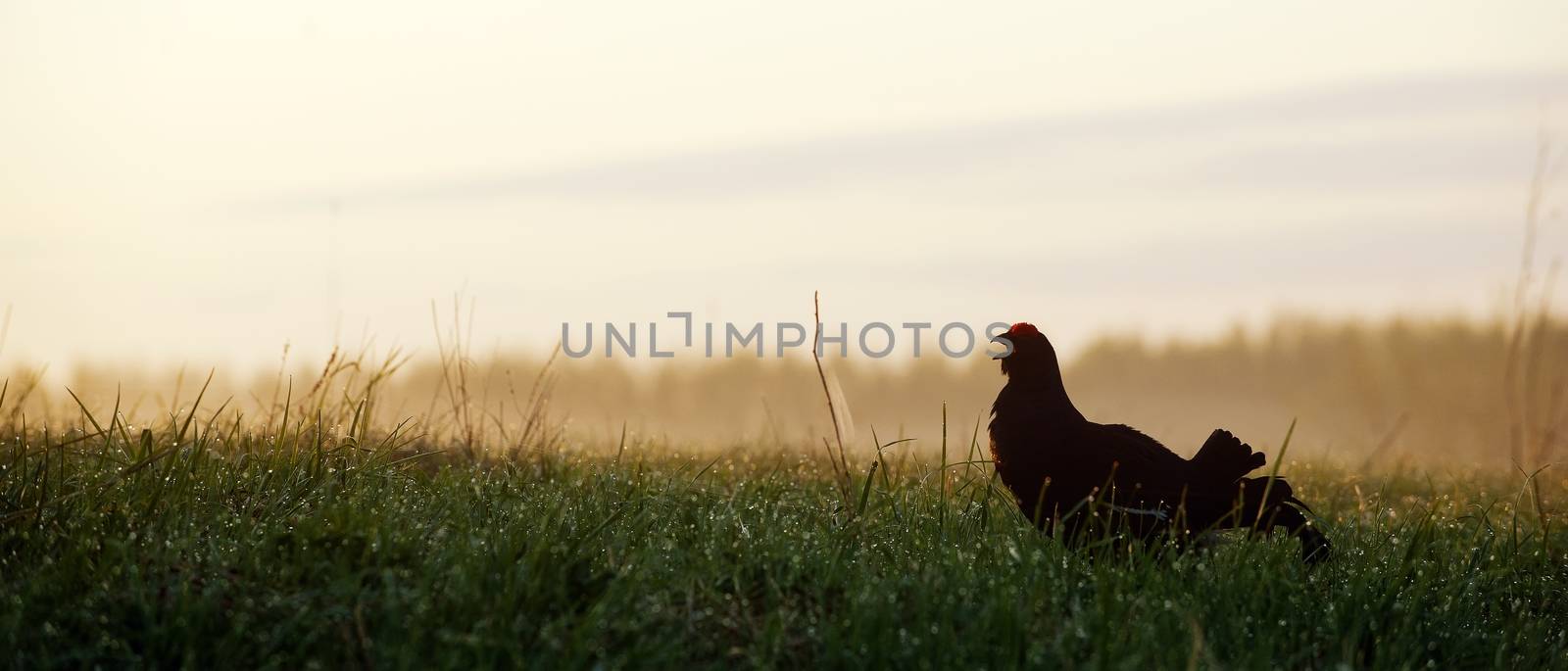 Portrait of a Gorgeous lekking black grouse (Tetrao tetrix).   by SURZ