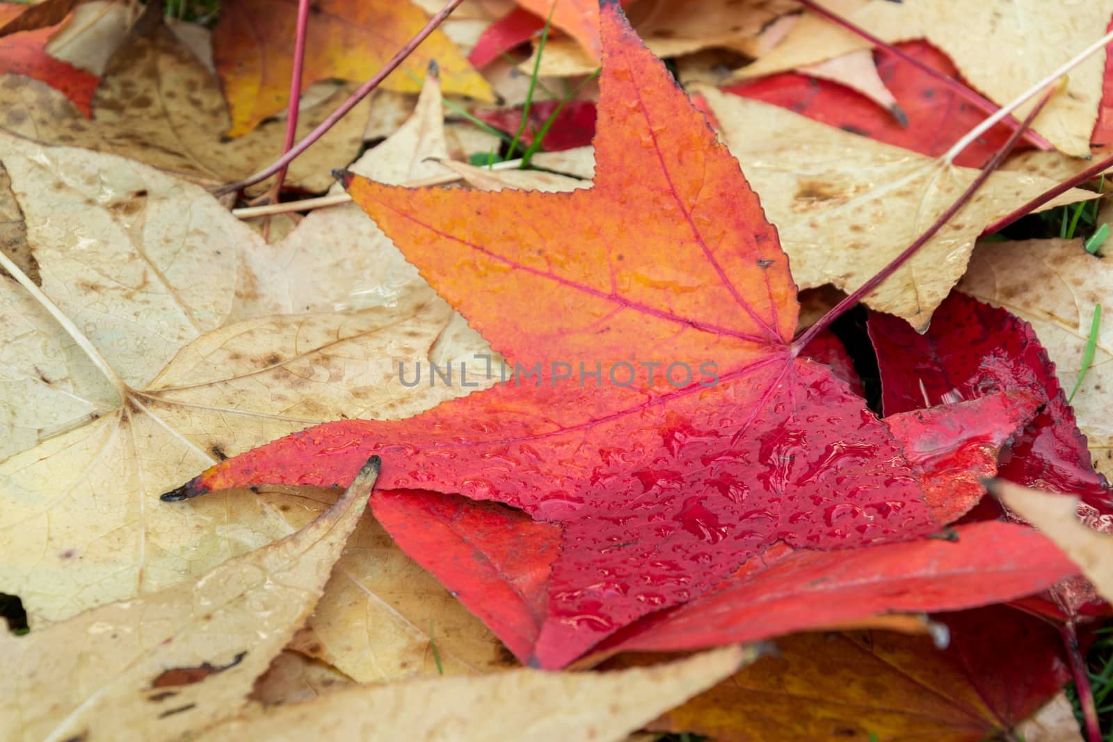 fallen leaves of a maple with some water drops