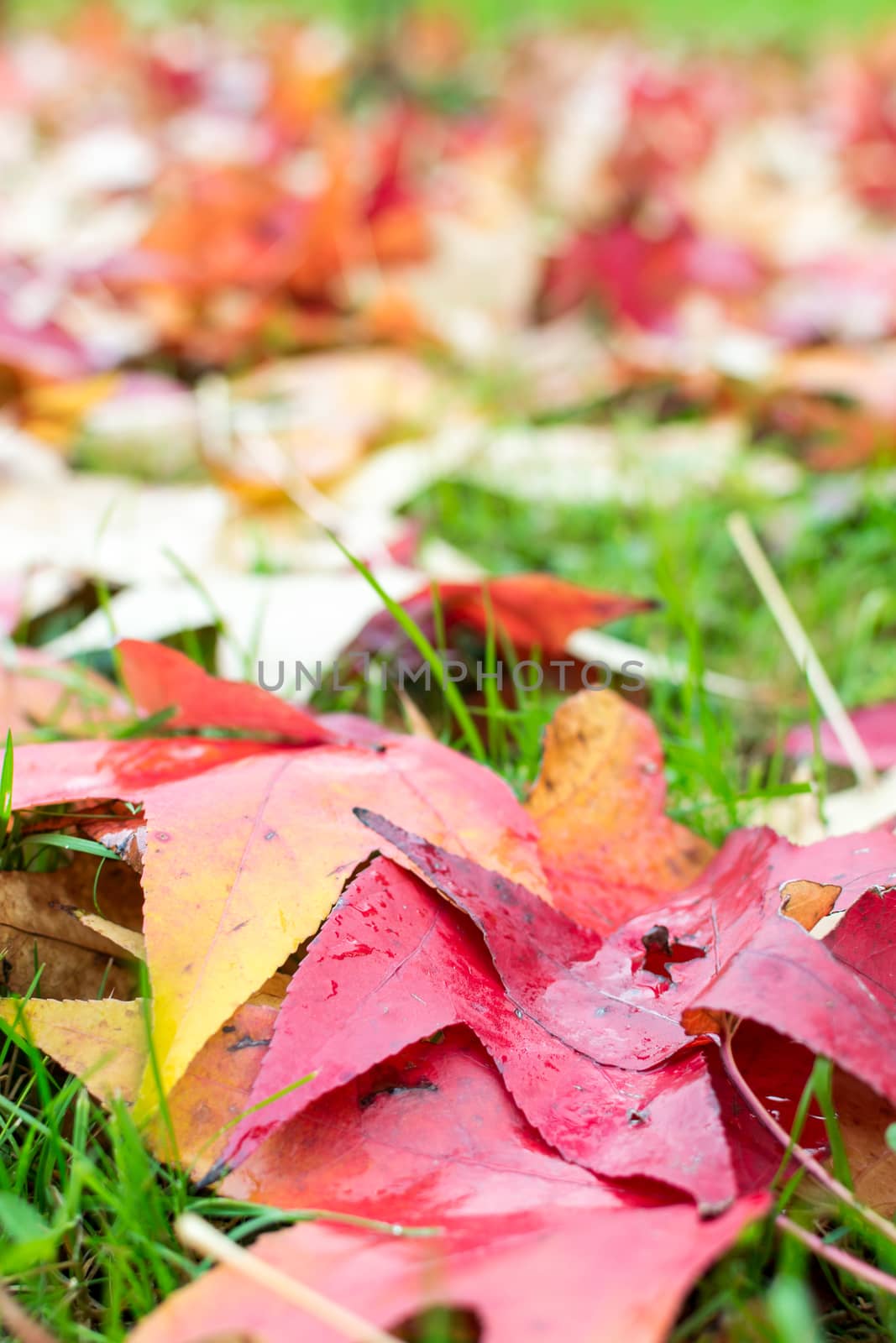 fallen leaves of a maple with some water drops