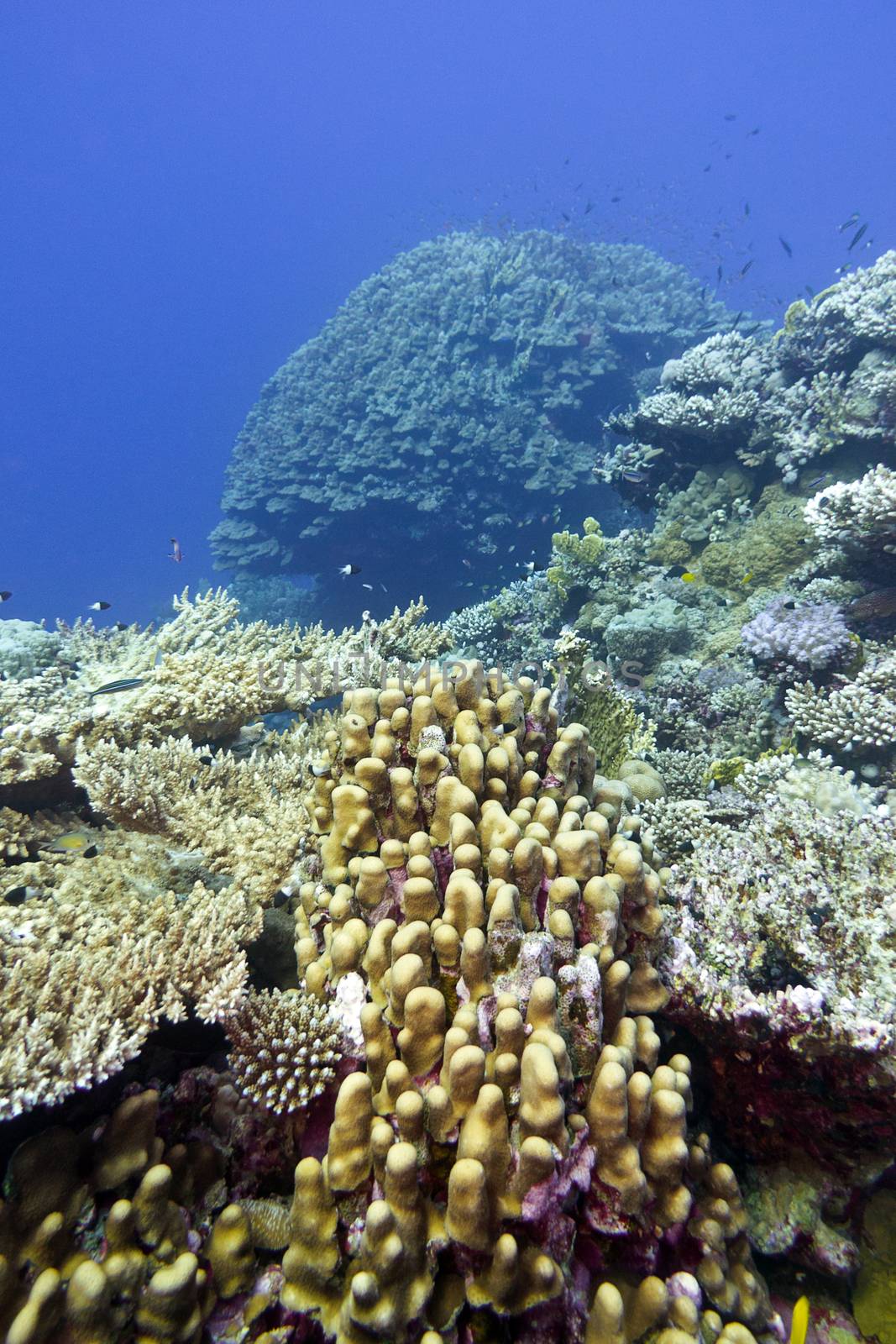coral reef with great hard corals at the bottom of tropical sea