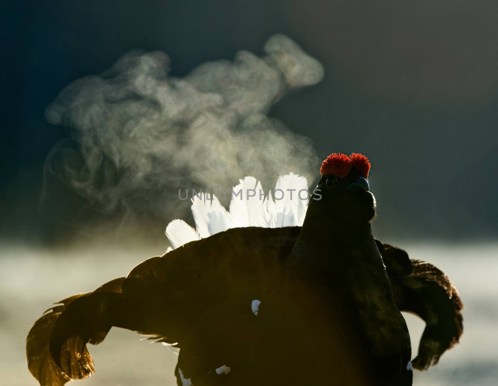Portrait of a lekking black grouse (Tetrao tetrix) with steam breath.  by SURZ
