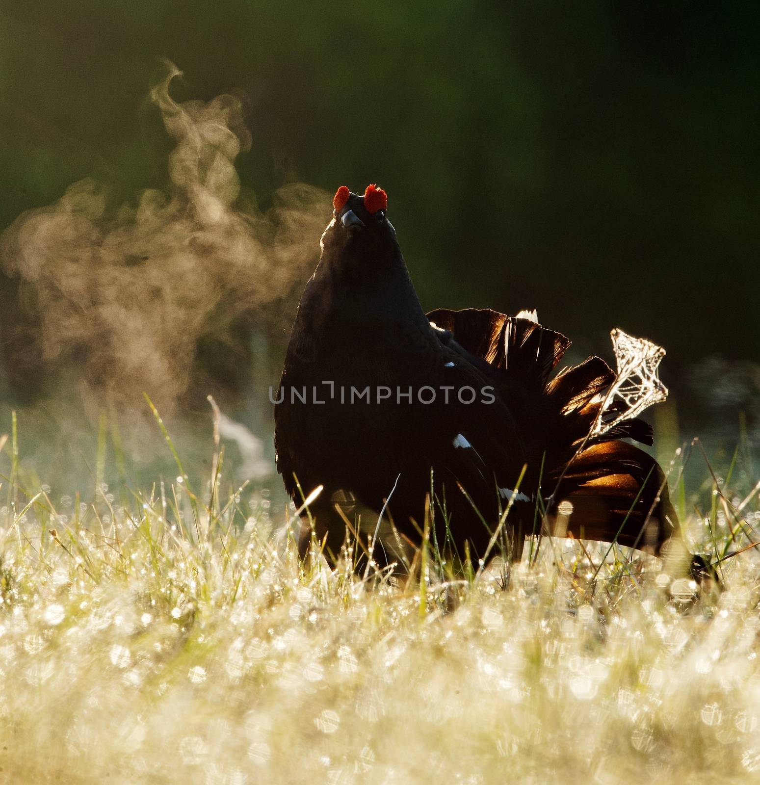 Portrait of a lekking black grouse (Tetrao tetrix) with steam breath. Sunrise Backlight.