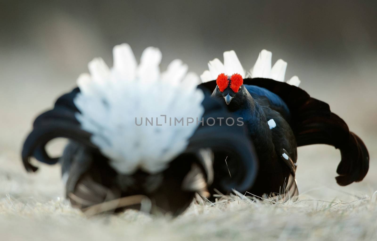 Lekking Black Grouses  ( Lyrurus tetrix). Early morning. Sunrise 