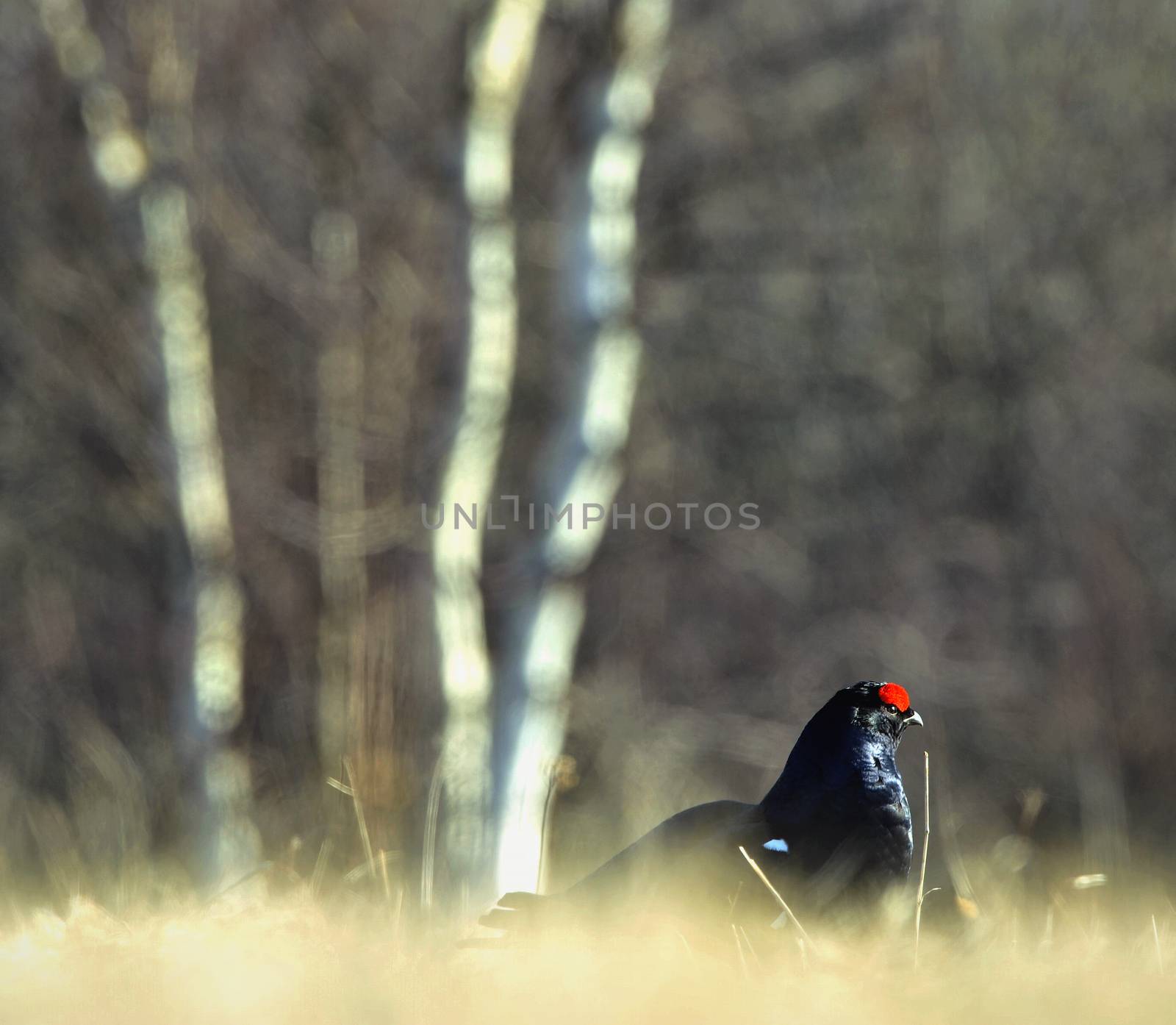 Lekking Black Grouse ( Lyrurus tetrix).  by SURZ