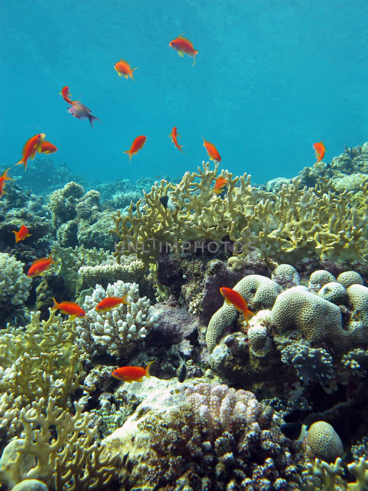 coral reef with fire corals and exotic fishes anthias at the bottom of tropical sea on blue water background