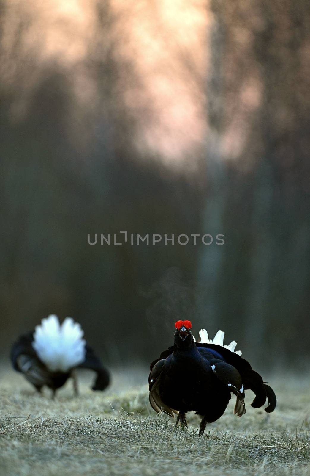 Lekking Black Grouse ( Lyrurus tetrix).  by SURZ