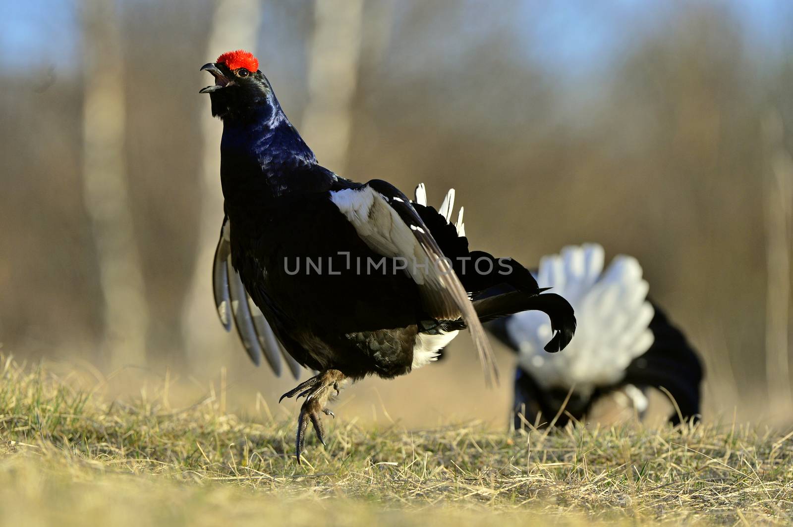 Lekking Black Grouse ( Lyrurus tetrix). Early morning. Sunrise 