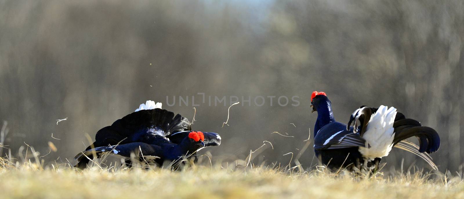 Lekking Black Grouse ( Lyrurus tetrix).  by SURZ