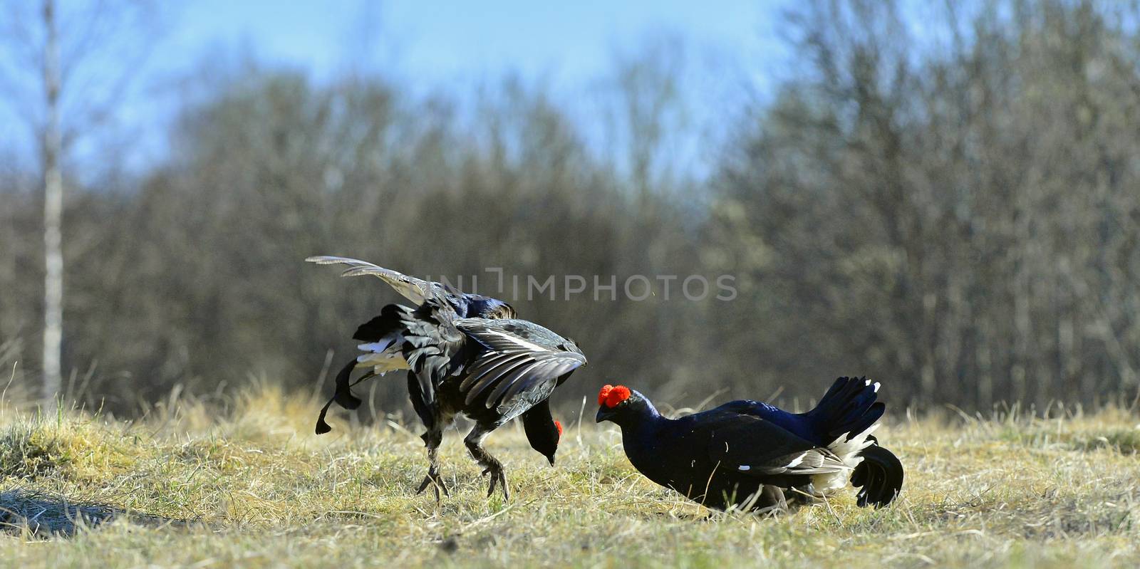 Lekking Black Grouse ( Lyrurus tetrix).  by SURZ