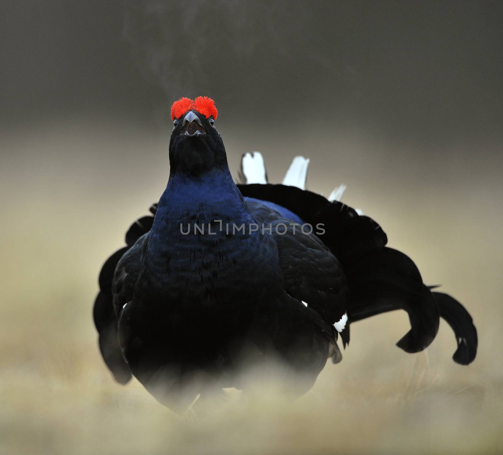 Lekking Black Grouse ( Lyrurus tetrix). Early morning. Sunrise 