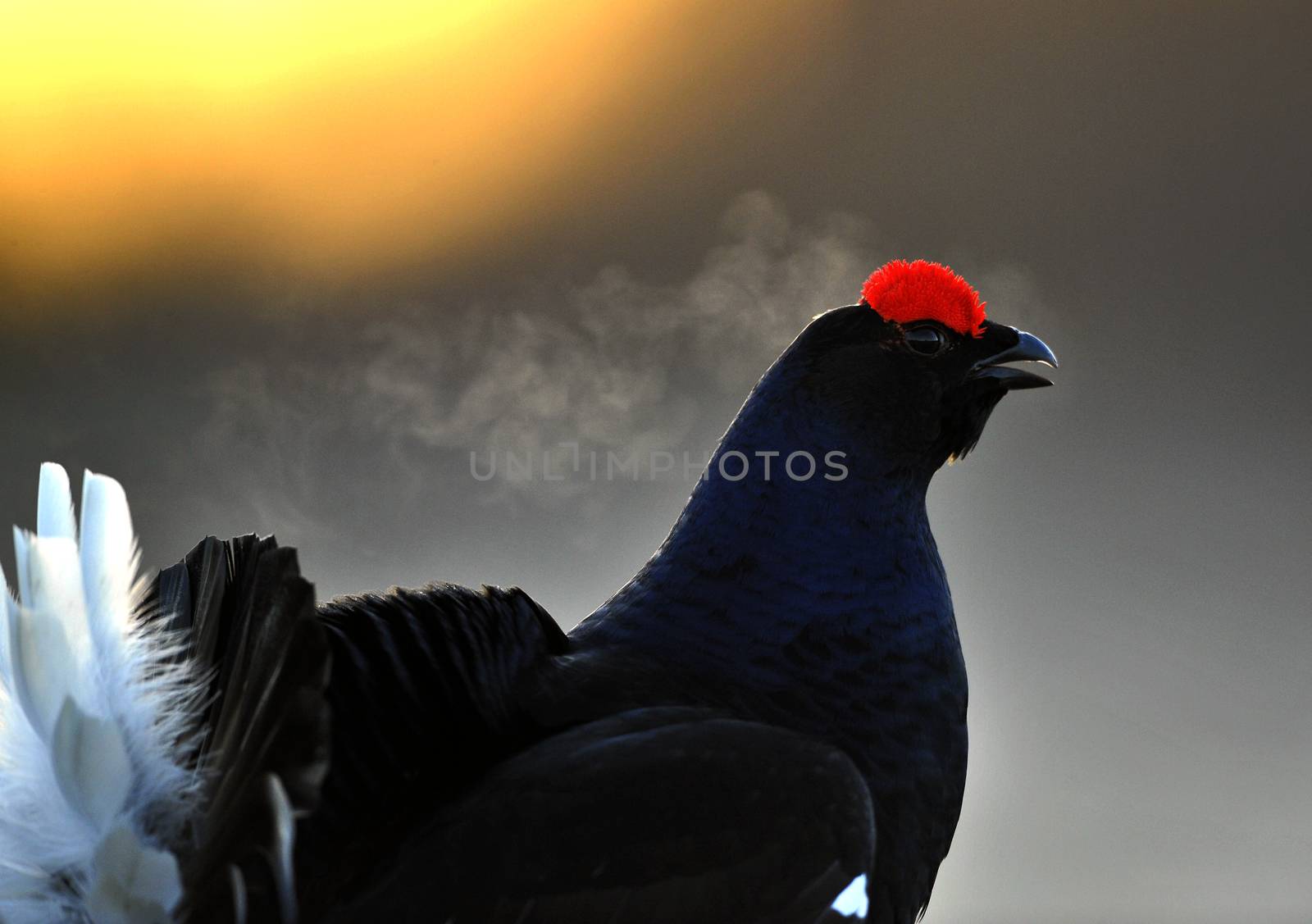 Lekking Black Grouse ( Lyrurus tetrix).  by SURZ